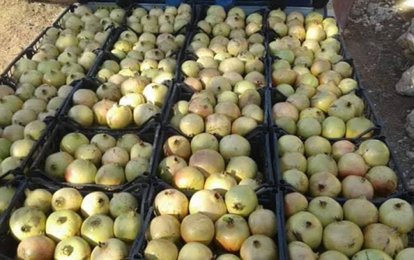 Demsala Hinaran li Efr&icirc;n&ecirc;